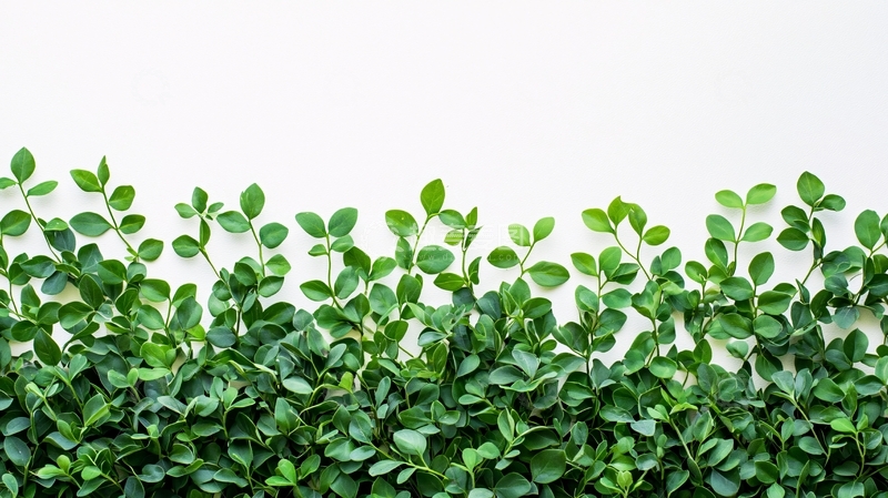 高清大图下载【趣麦麦图】绿叶植物白底边框