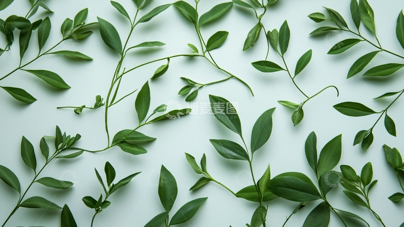 高清大图下载【趣麦麦图】绿色植物平铺背景