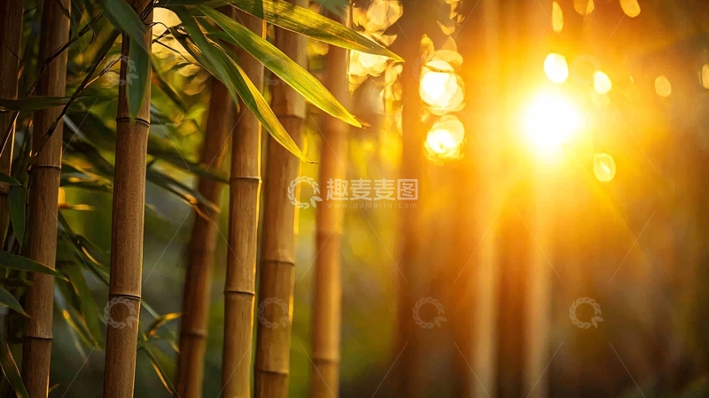 高清大图下载【趣麦麦图】阳光透过竹林