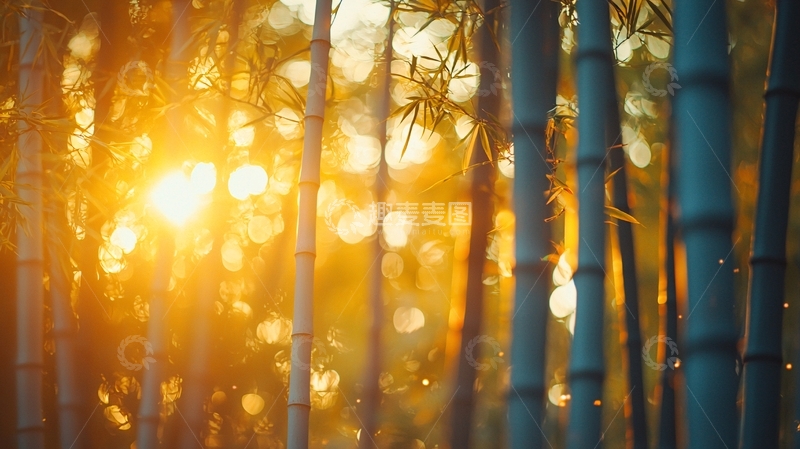 高清大图下载【趣麦麦图】夕阳西下竹林景色