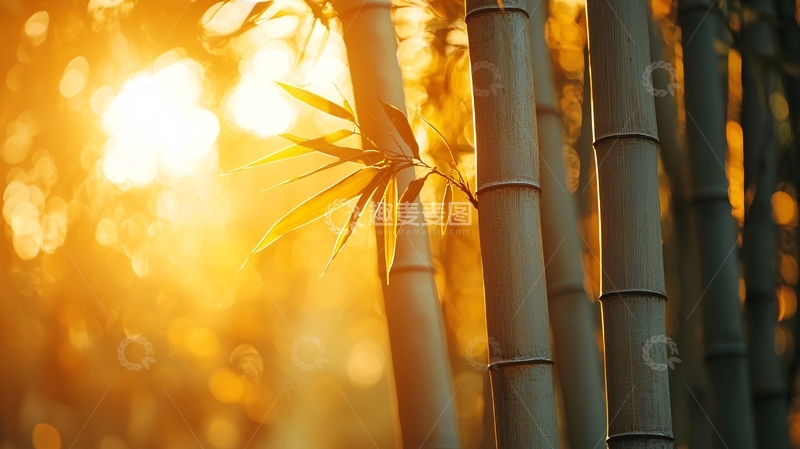 高清大图下载【趣麦麦图】夕阳下竹林剪影