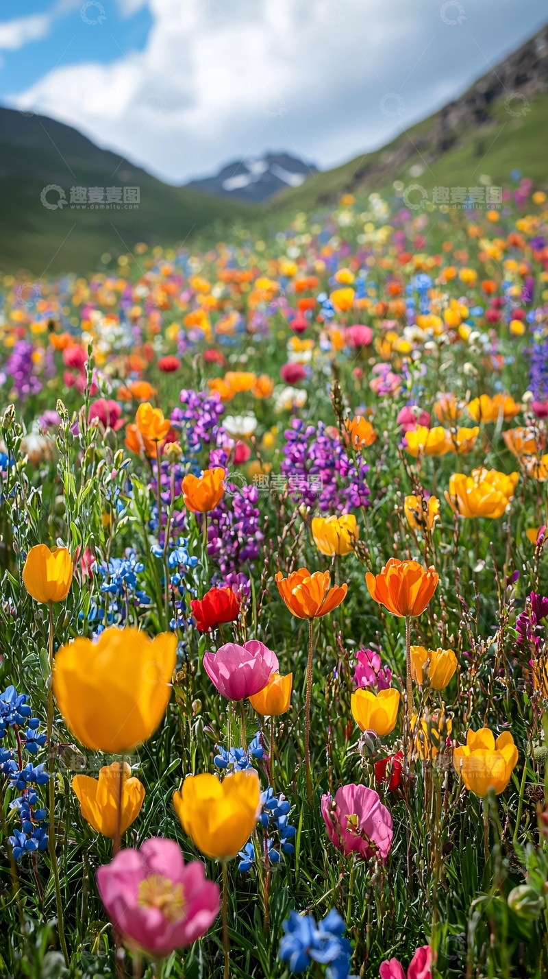 高清大图下载【趣麦麦图】山坡上五彩缤纷的野花