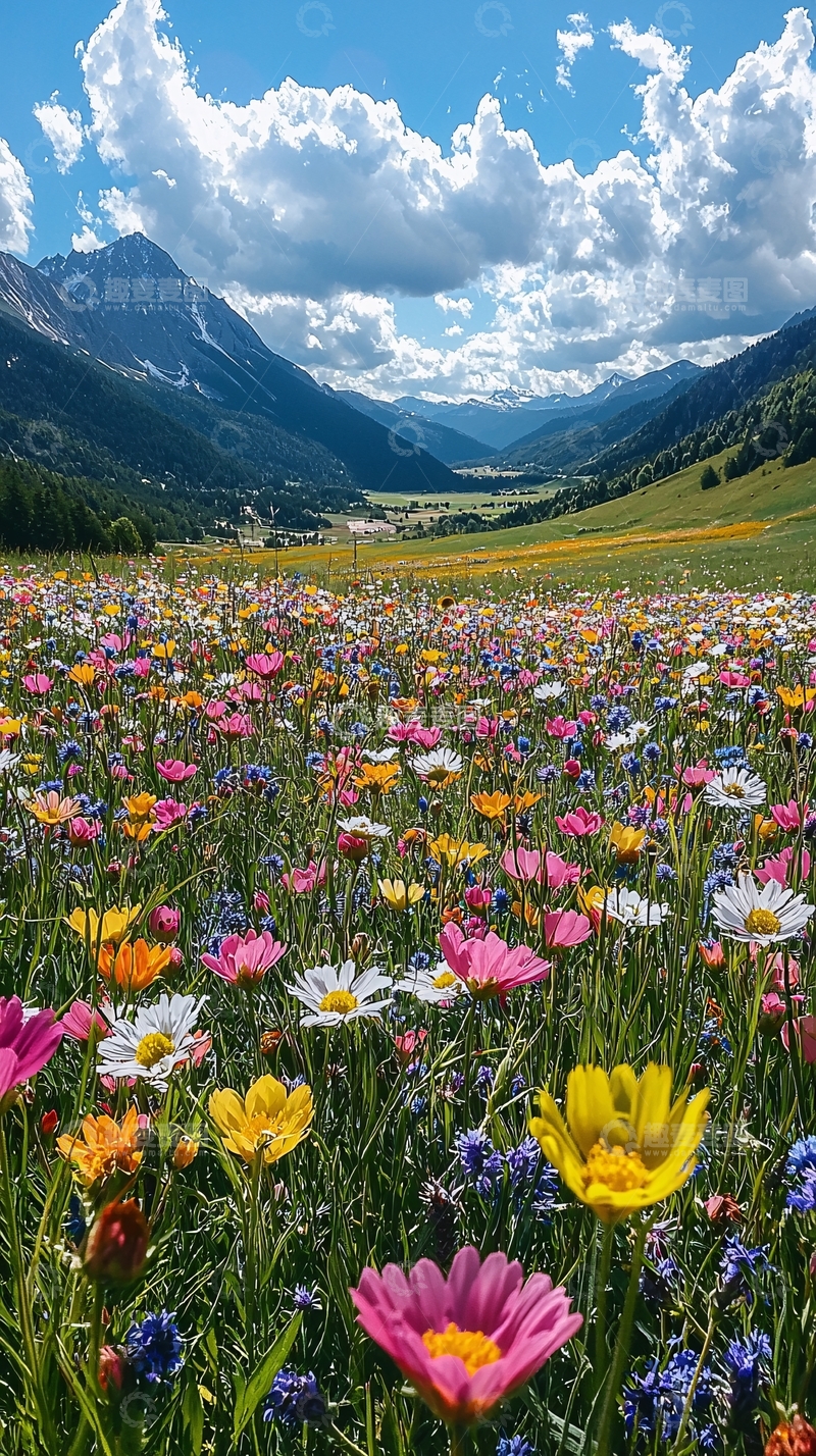 高清大图下载【趣麦麦图】山谷里五彩缤纷的花田