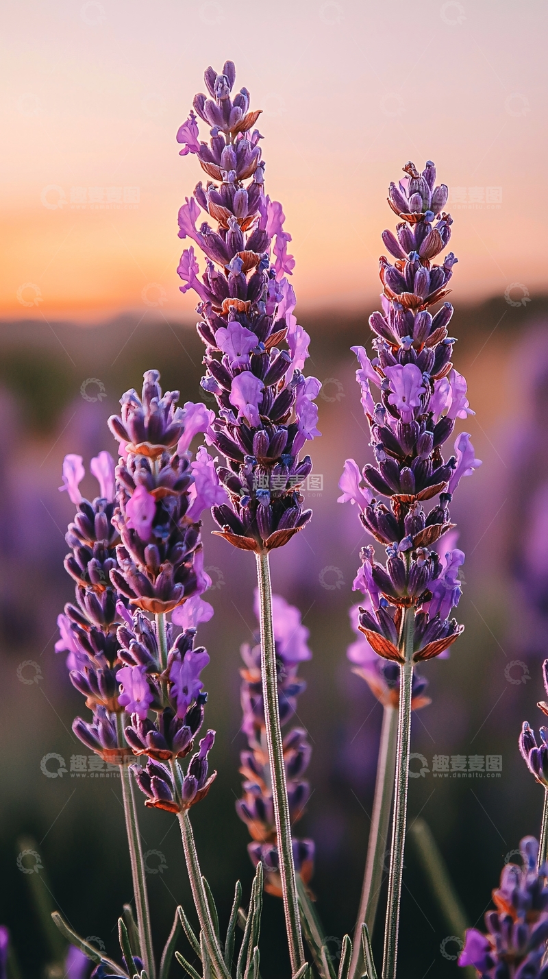 高清大图下载【趣麦麦图】夕阳下薰衣草花田特写