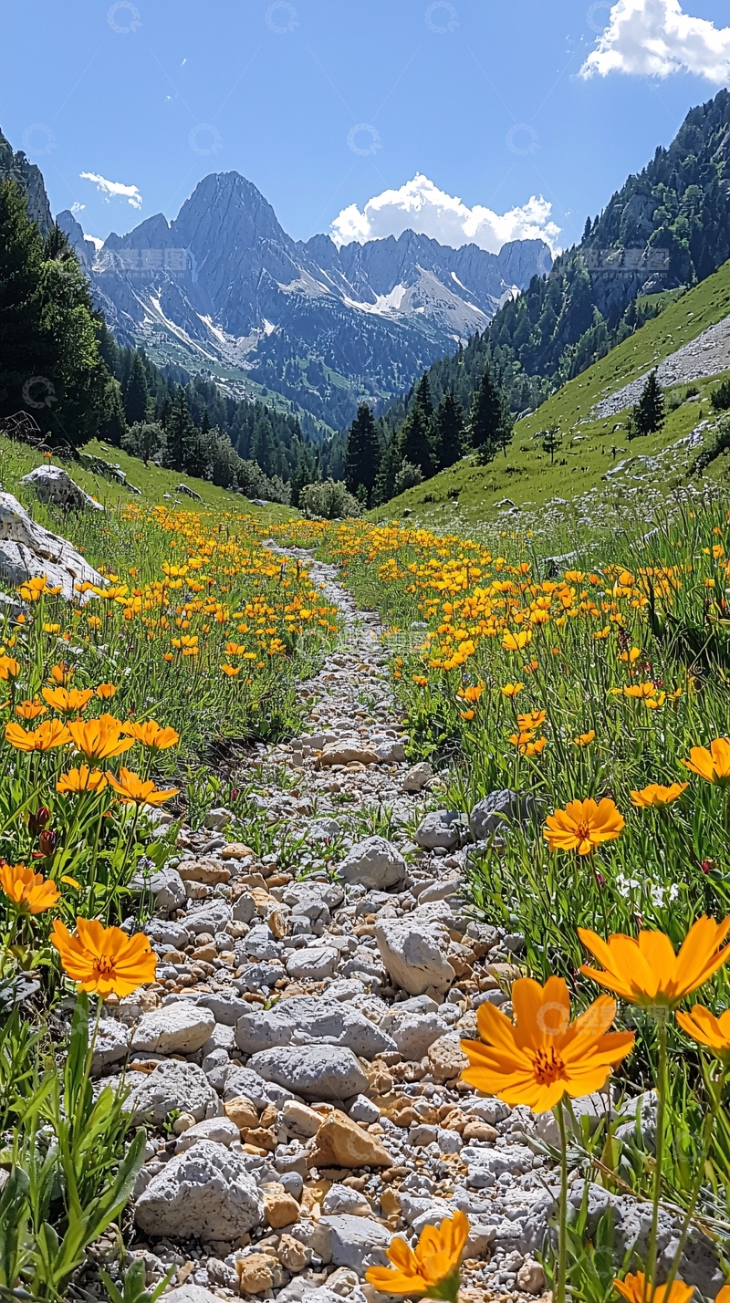 高清大图下载【趣麦麦图】山谷中盛开的黄色野花小路