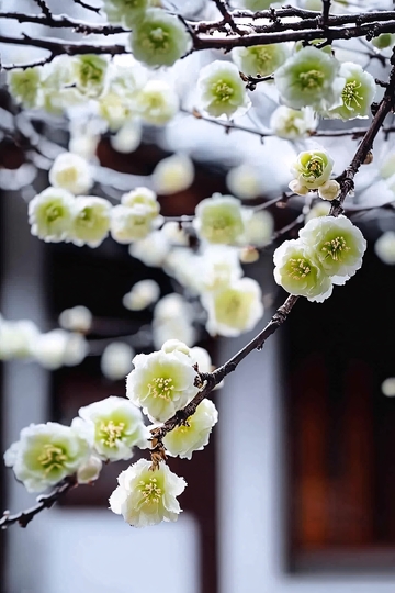 浅绿色梅花枝头盛开