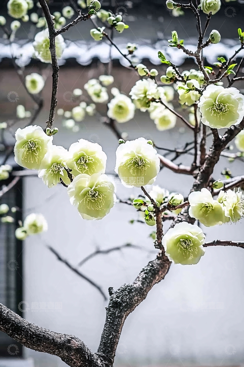 古色古香的蜡梅枝头