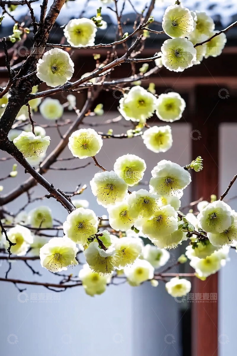 黄绿色梅花盛开枝头