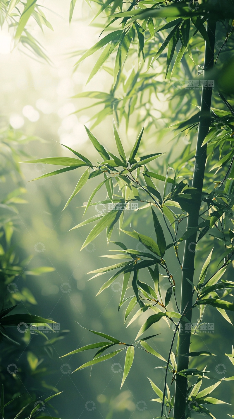 高清大图下载【趣麦麦图】阳光透过竹林
