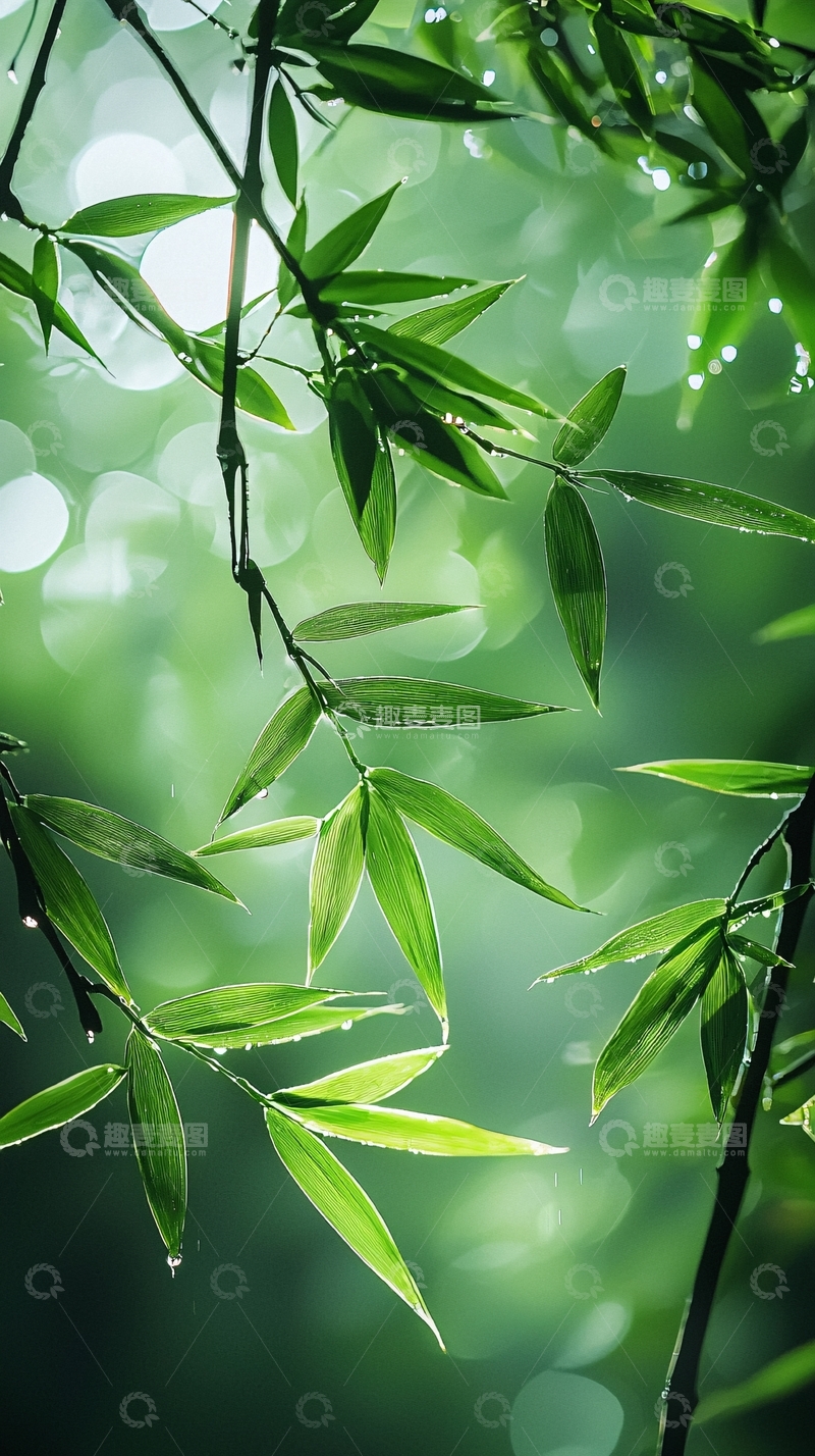 高清大图下载【趣麦麦图】雨后竹林清新翠绿