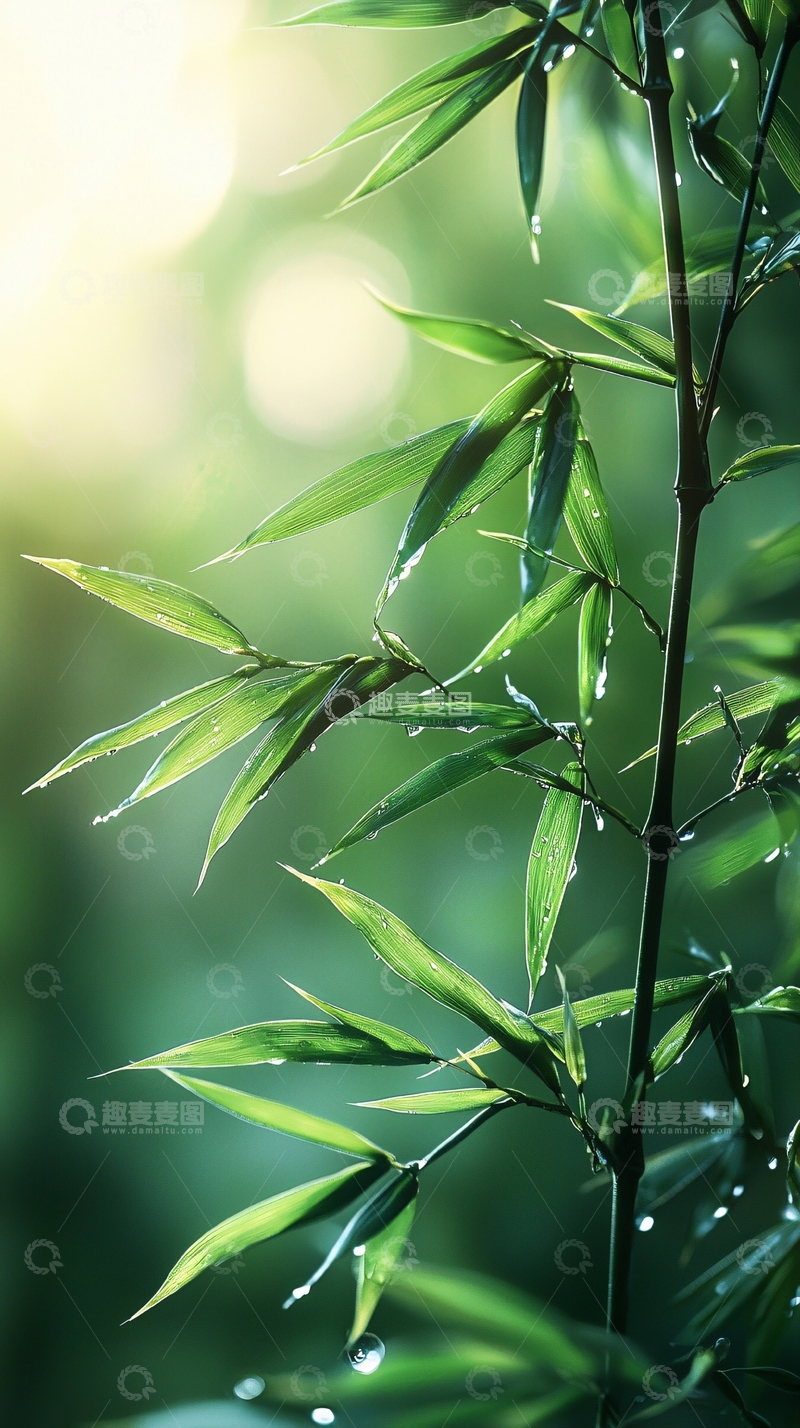 高清大图下载【趣麦麦图】清晨阳光下的翠竹