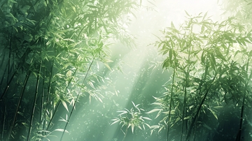阳光透过竹林