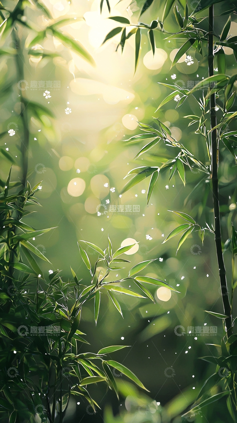 高清大图下载【趣麦麦图】阳光透过竹林