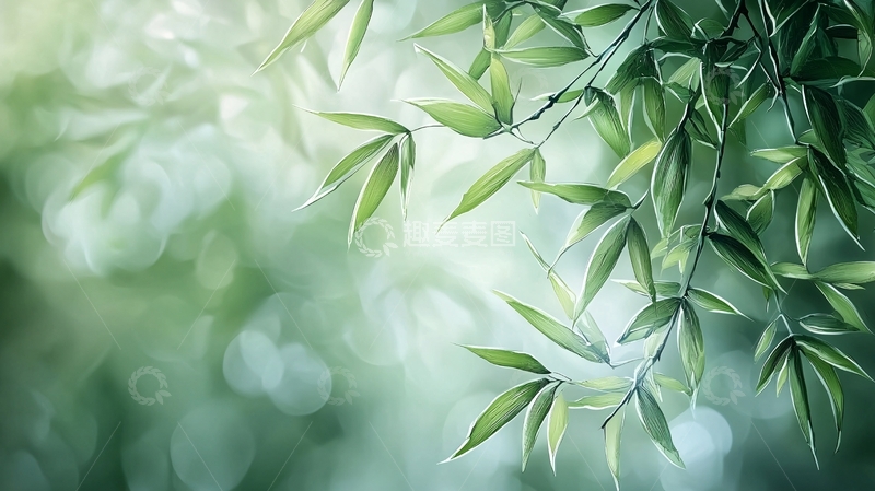 高清大图下载【趣麦麦图】阳光下的翠竹枝叶
