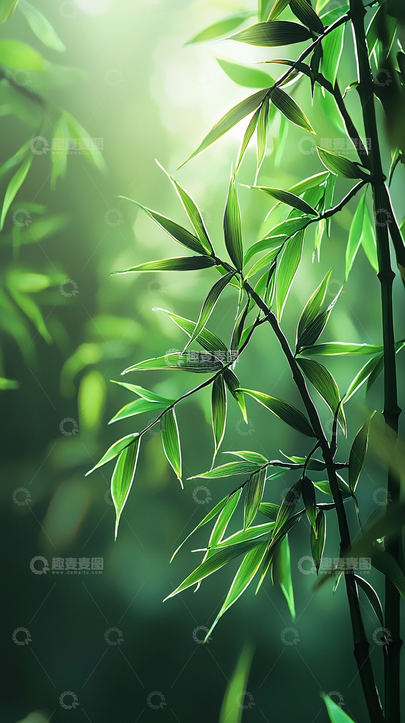高清大图下载【趣麦麦图】光影下的翠竹
