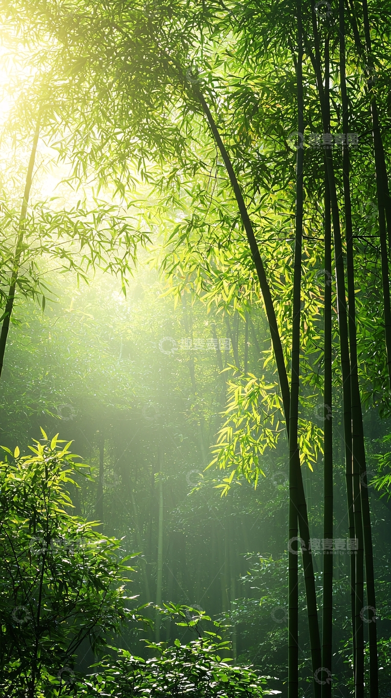 高清大图下载【趣麦麦图】阳光透过竹林