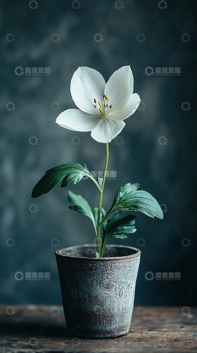 高清大图下载【趣麦麦图】素雅白花小盆栽