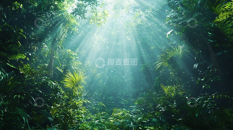 高清大图下载【趣麦麦图】阳光透过雨林
