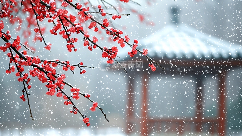 高清大图下载【趣麦麦图】雪中红梅