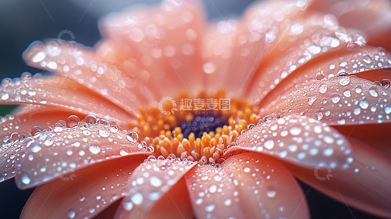 高清大图下载【趣麦麦图】水珠花瓣特写