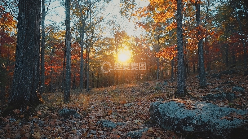 高清大图下载【趣麦麦图】秋日森林落日余晖