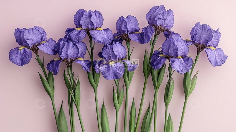 淡紫色鸢尾花束