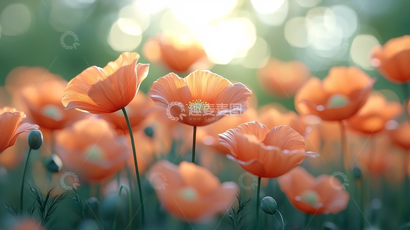 高清大图下载【趣麦麦图】阳光下的橙色虞美人花田