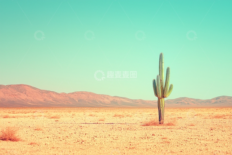 高清大图下载【趣麦麦图】沙漠仙人掌