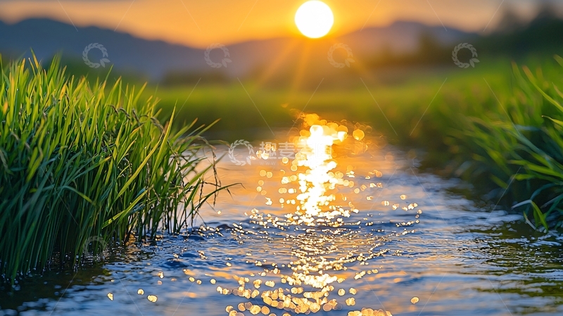 高清大图下载【趣麦麦图】夕阳西下稻田流水