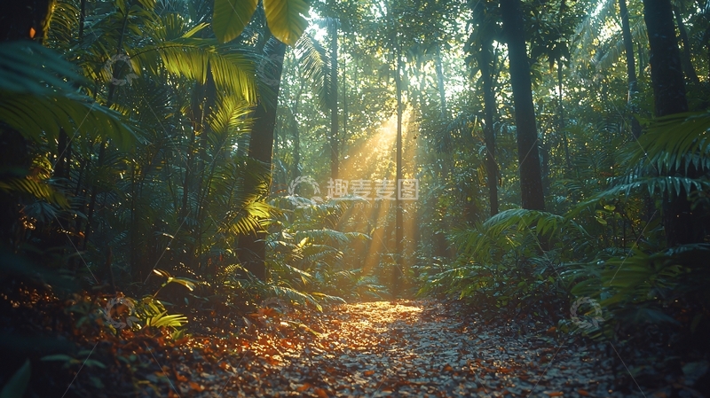 高清大图下载【趣麦麦图】阳光穿透茂密森林