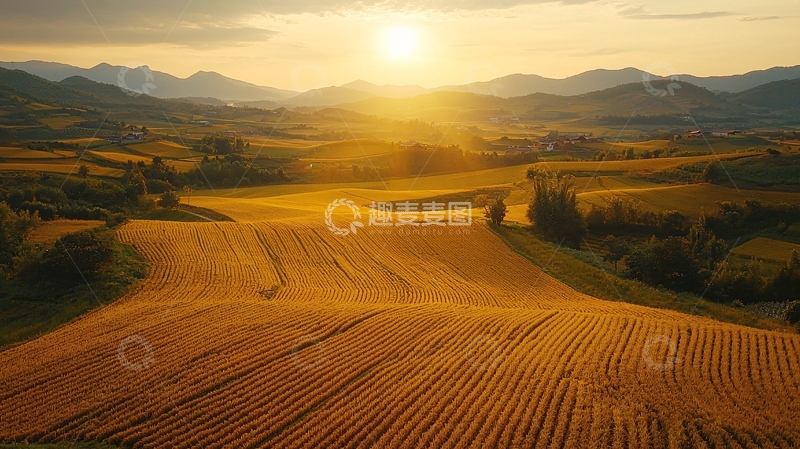 高清大图下载【趣麦麦图】夕阳下的金色麦田