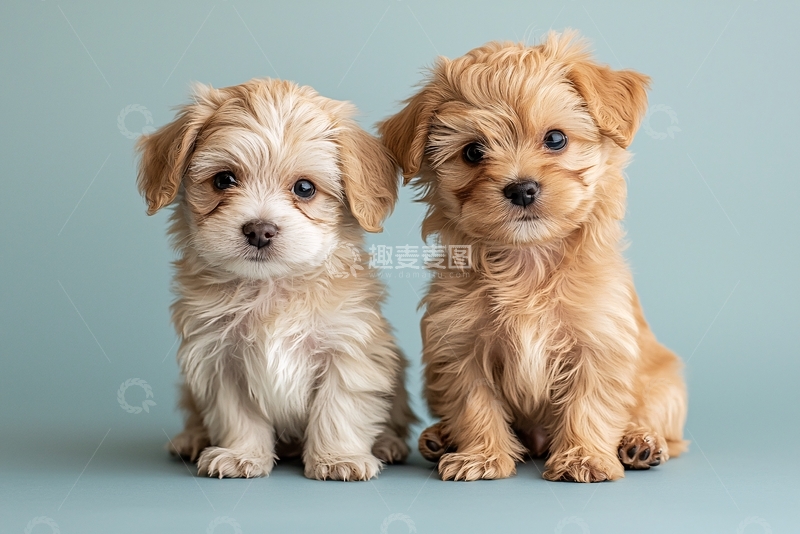 高清大图下载【趣麦麦图】两只可爱的奶油色幼犬