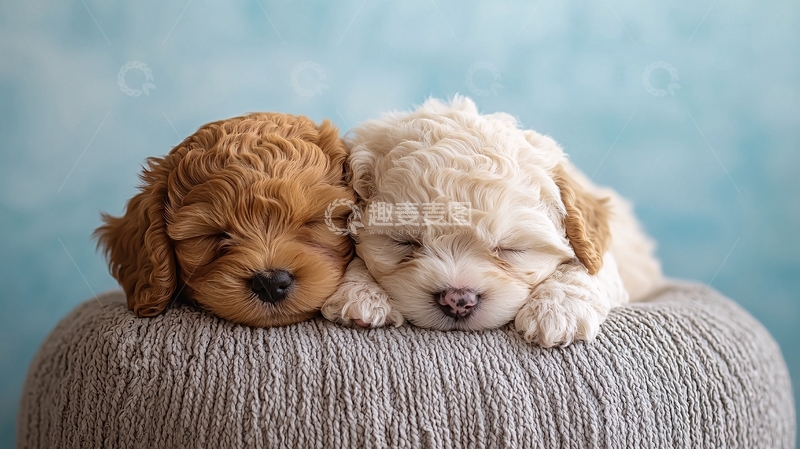 高清大图下载【趣麦麦图】两只可爱的小狗依偎着睡觉