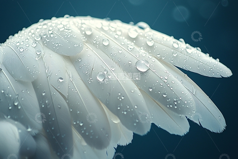 高清大图下载【趣麦麦图】带水珠的白色羽毛