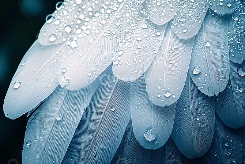 高清大图下载【趣麦麦图】沾满水珠的白色羽毛