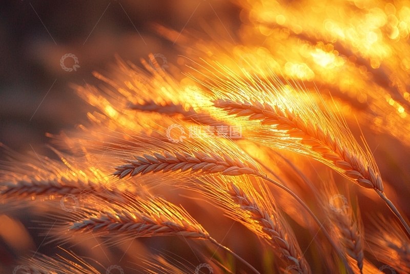 高清大图下载【趣麦麦图】金黄麦浪