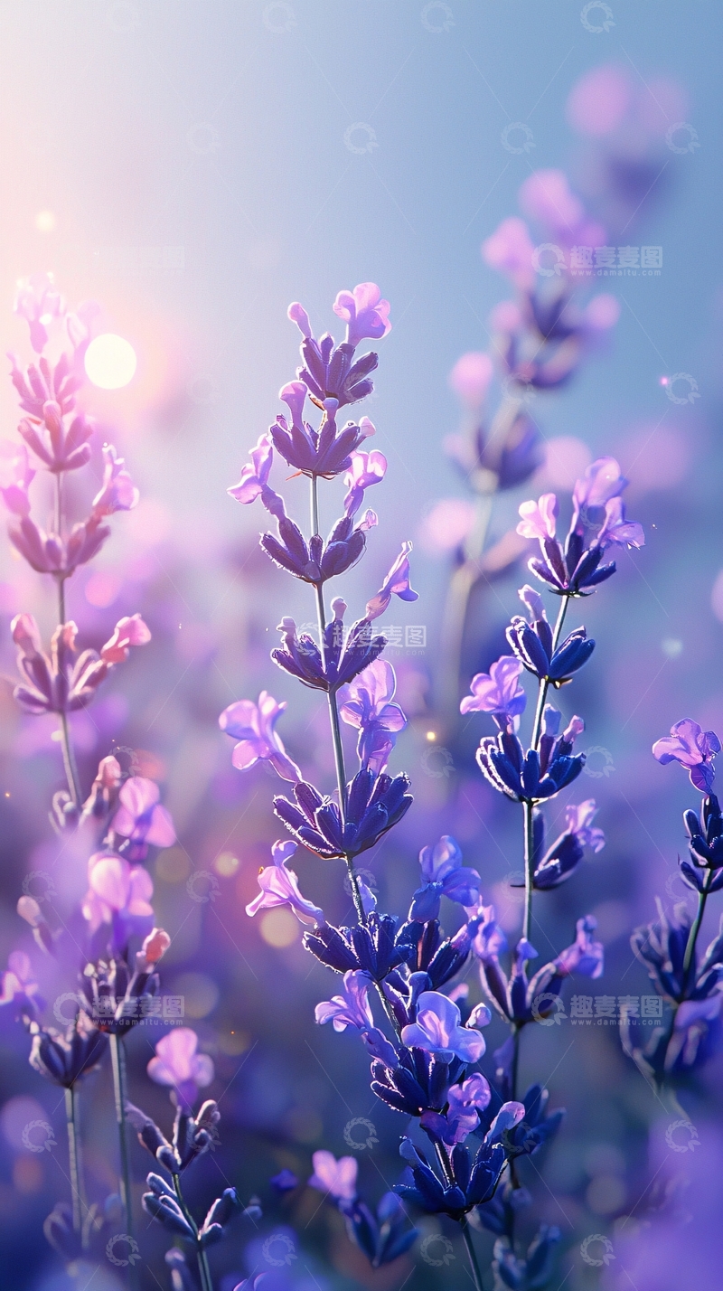 高清大图下载【趣麦麦图】阳光下的薰衣草花田