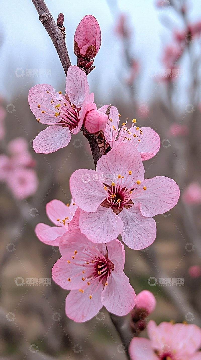 高清大图下载【趣麦麦图】粉嫩桃花枝头绽放
