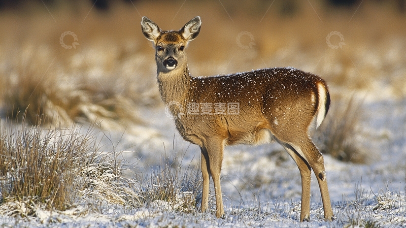 高清大图下载【趣麦麦图】白尾鹿幼崽