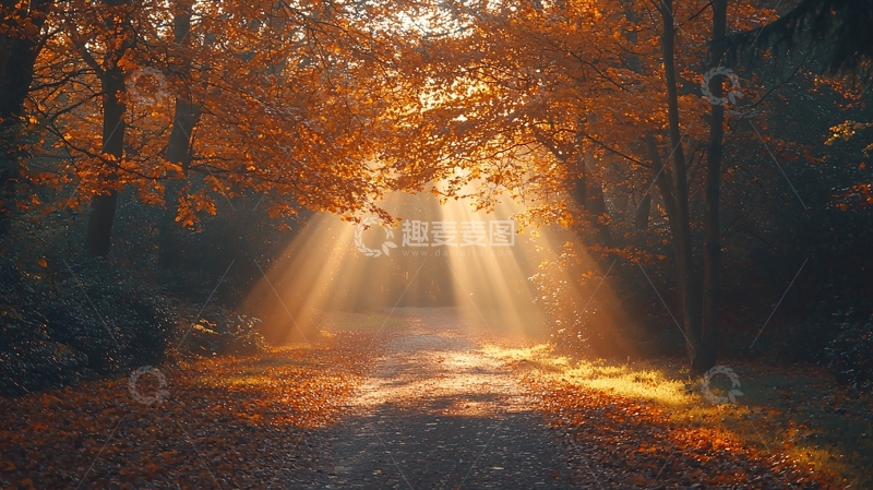 高清大图下载【趣麦麦图】秋日森林光线透过树叶