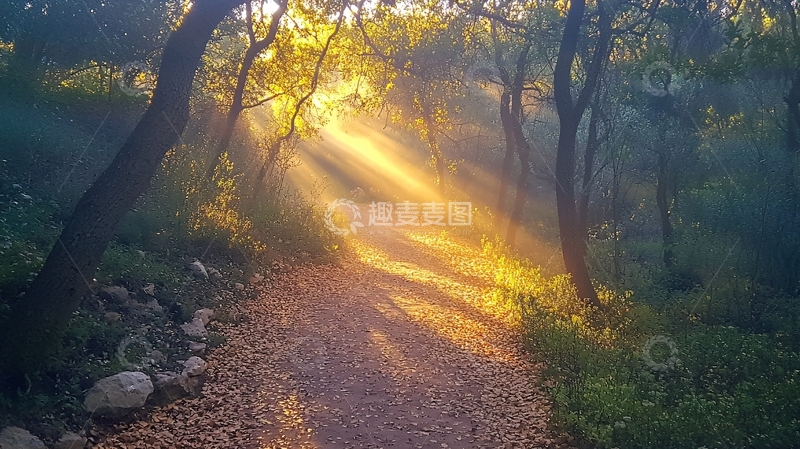 高清大图下载【趣麦麦图】森林小路日出光芒