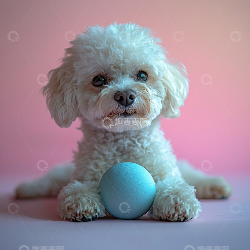 高清大图下载【趣麦麦图】可爱白色贵宾犬