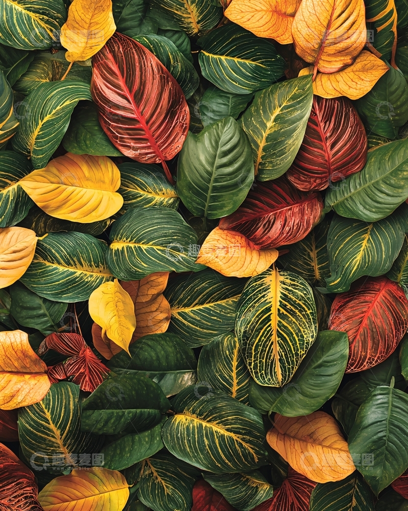 高清大图下载【趣麦麦图】红黄绿叶片背景图
