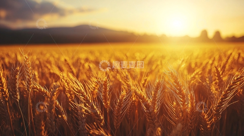 高清大图下载【趣麦麦图】金色麦田夕阳16