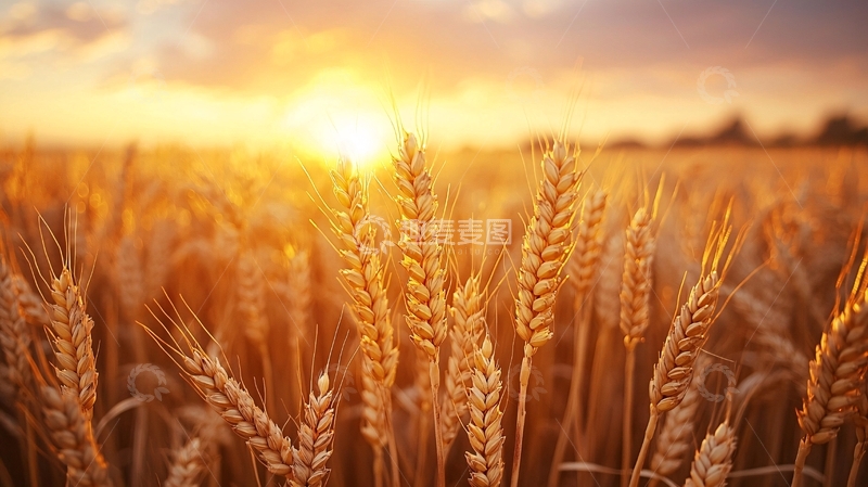 高清大图下载【趣麦麦图】金黄麦田夕阳景色