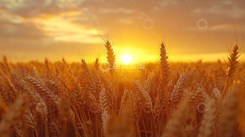 高清大图下载【趣麦麦图】夕阳下金黄麦田