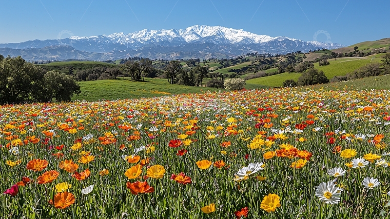 高清大图下载【趣麦麦图】春天花海雪山
