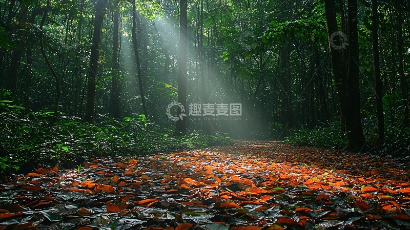 高清大图下载【趣麦麦图】森林小路光线