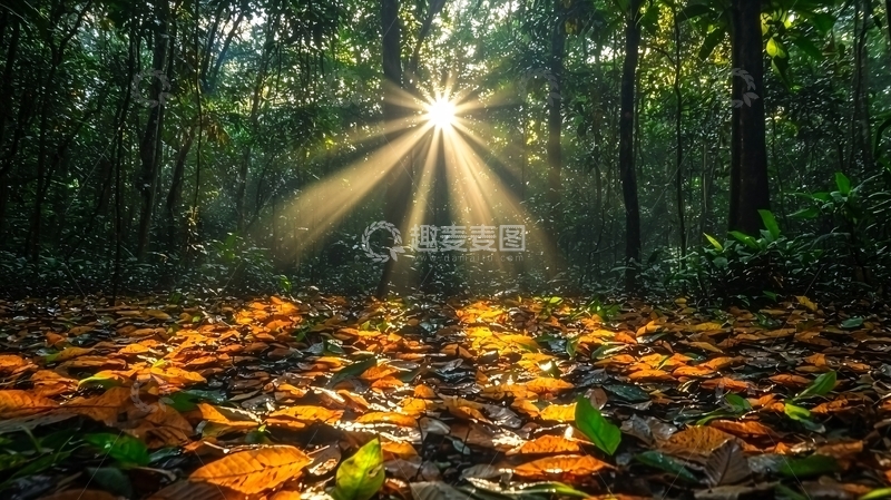 高清大图下载【趣麦麦图】森林阳光