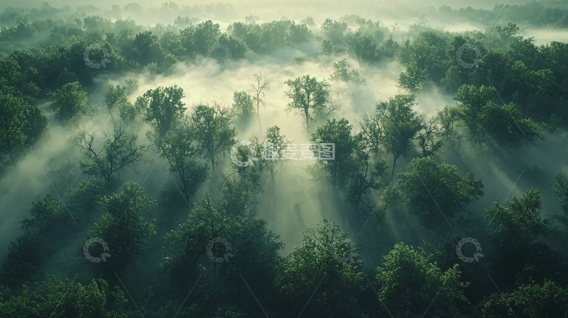 高清大图下载【趣麦麦图】雾气森林